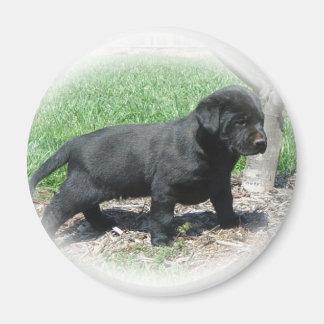 Aimant Vêtements Et Articles De Retriever Du Labrador