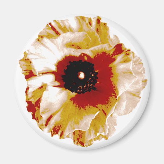Aimant vibrant orange and white ranunculus (Devant)
