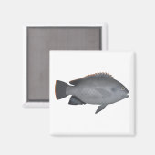 Aimant Victoria Tilapia (Recto/Verso)