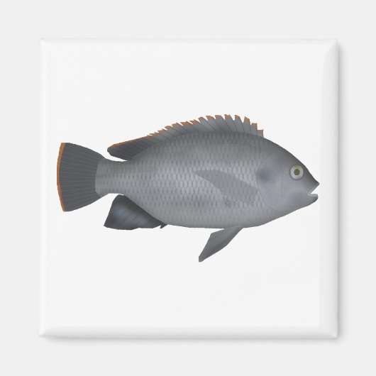 Aimant Victoria Tilapia (Devant)