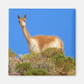 Aimant vicuña (Devant)