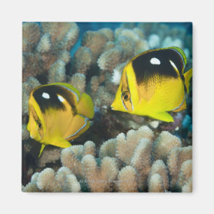 Aimant Vie sous-marine; POISSON : Une paire de Fourspot