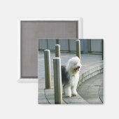 Aimant Vieux Chien de mouton anglais 2 (Recto/Verso)