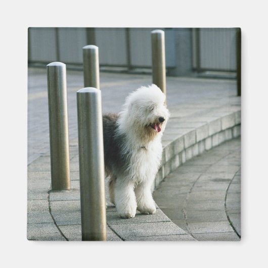 Aimant Vieux Chien de mouton anglais 2 (Devant)