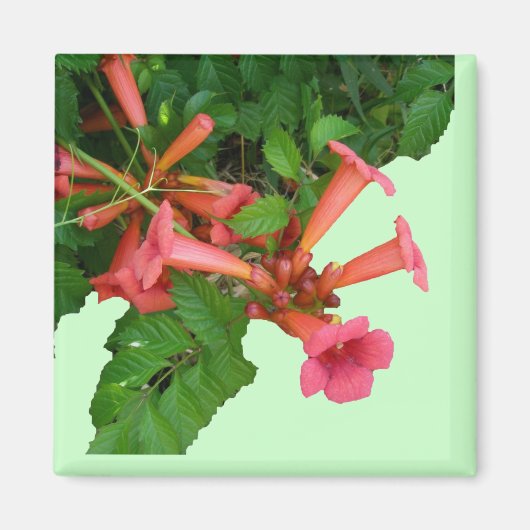 Aimant Vigne rouge de trompette (Devant)