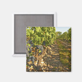 Aimant vignes de Cabernet Sauvignon alignées dans le (Recto/Verso)