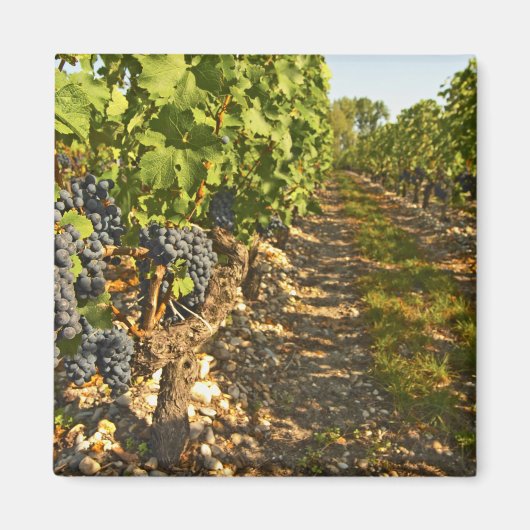 Aimant vignes de Cabernet Sauvignon alignées dans le (Devant)