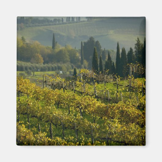 Aimant Vignoble, Toscane, Italie (Devant)