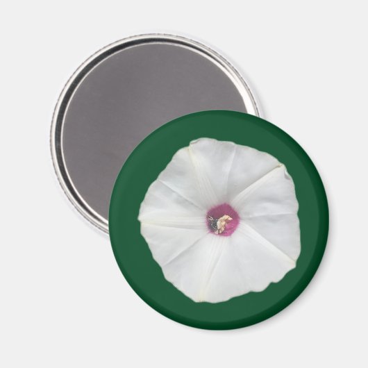 Aimant Vine d'Alamo (Recto/Verso)