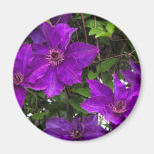 Aimant Vine de Jackmanii Clematis violet (Devant)