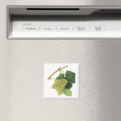 Aimant Vins blancs sur la vigne, fruits alimentaires Vint (In Situ (Lave-vaisselle))