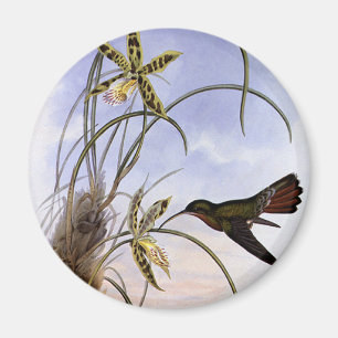 Aimant Vintage Animals, Hummingbird Bird Orchid Flowers
