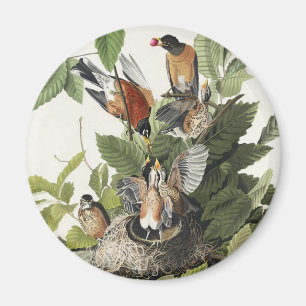 Aimant Vintage Audubon Merle d'Amérique Art du Nid d'Oise