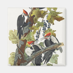 Aimant Vintage Audubon Pic à tête rouge Art d'oiseau