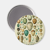 Aimant Vintage Bird Eggs French Fish Egg (Recto/Verso)