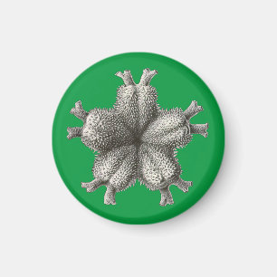 Aimant Vintage Haeckel
