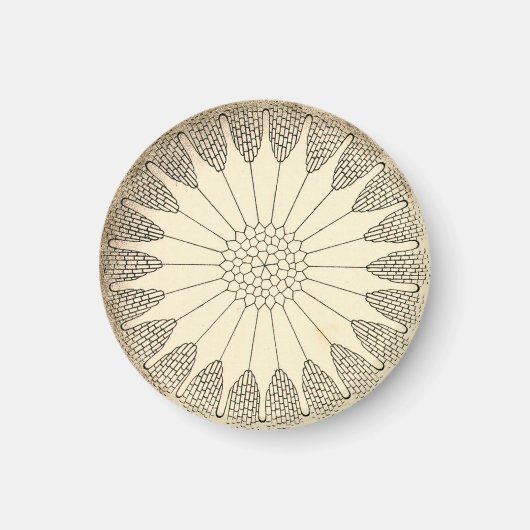 Aimant Vintage Haeckel (Devant)