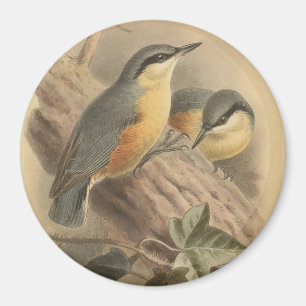 Aimant Vintage Illustration of Nuthatch