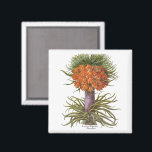 Aimant Vintage Orange Fritillaria Flowers Basilius Besler<br><div class="desc">Vintage illustration botanical design featuring a blooming orange Fritillaria imperialis (Crown imperial or Kaiser's crown) flowers from 'Hortus Eystettensis' by Basilius Besler, 1613. Besler was a respected Nuremberg apothecary and botanist, best known for his "Hortus Eystettensis, " translated means "The Garden at Eichstätt." He was the curator of the botany...</div>