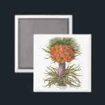 Aimant Vintage Orange Fritillaria Flowers Basilius Besler<br><div class="desc">Vintage illustration botanical design featuring a blooming orange Fritillaria imperialis (Crown imperial or Kaiser's crown) flowers from 'Hortus Eystettensis' by Basilius Besler, 1613. Besler was a respected Nuremberg apothecary and botanist, best known for his "Hortus Eystettensis, " translated means "The Garden at Eichstätt." He was the curator of the botany...</div>