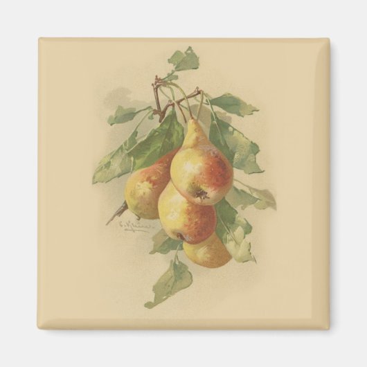 Aimant Vintage pears (Devant)
