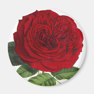 Aimant Vintage Rouge Rose Rose