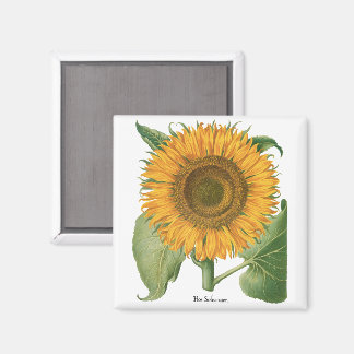 Aimant Vintage Sunflower Flower by Basilius Besler
