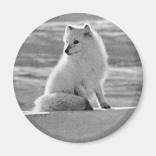 Aimant Vintage USA Alaska Arctique renard