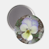 Aimant Viola Pansy ~ Crème lavande 2 (Recto/Verso)