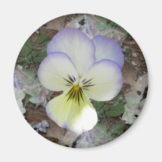 Aimant Viola Pansy ~ Crème lavande 2