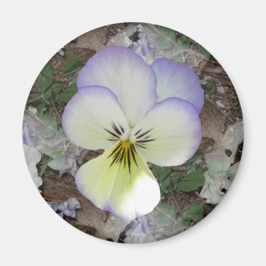 Aimant Viola Pansy ~ Crème lavande 2 (Devant)