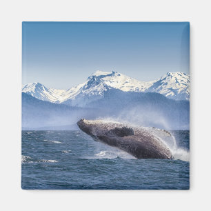 Aimant Violation de la baleine de bosse en Alaska