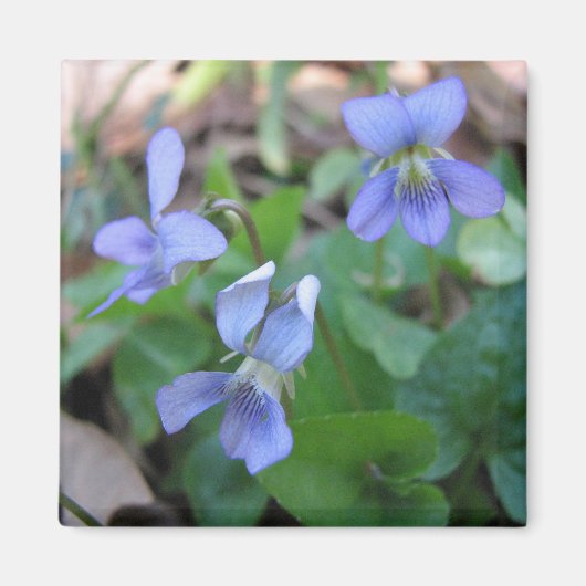Aimant Violets Bleus (Devant)