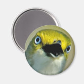 Aimant Vireo aux yeux blancs (Recto/Verso)