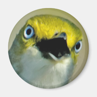 Aimant Vireo aux yeux blancs