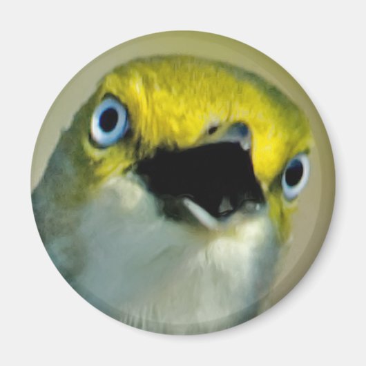 Aimant Vireo aux yeux blancs (Devant)