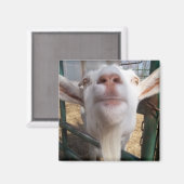 Aimant Visage de chèvre (Recto/Verso)