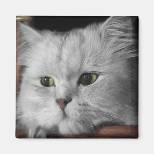 Aimant Visage de fourrure (Devant)