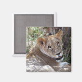 Aimant visage de lionne (Recto/Verso)