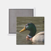Aimant Visage de Mallard (Recto/Verso)
