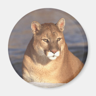 Aimant Visage de puma