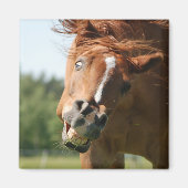 Aimant Visage drôle de cheval avec lèvres courbées, oeil  (Devant)