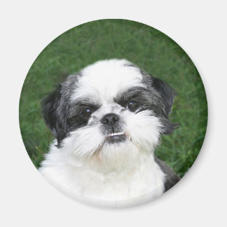 Aimant visage Shih Tzu