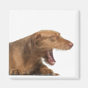 Aimant Vizsla baîllant devant l'au sol de dos de blanc