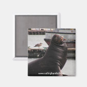 Aimant voilier d'otarie (Recto/Verso)