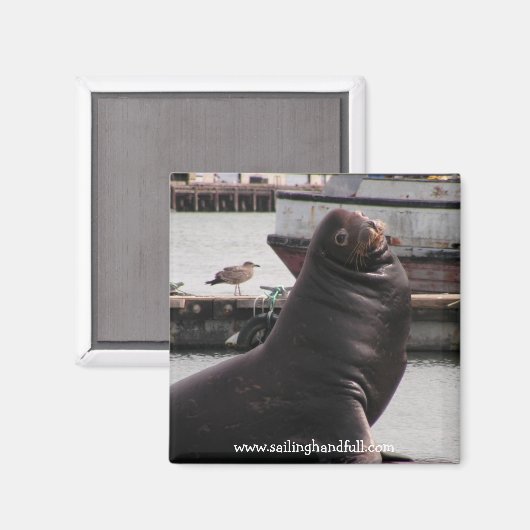 Aimant voilier d'otarie (Recto/Verso)