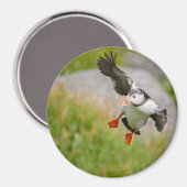 Aimant volant autour de l'Atlantique Puffin (Recto/Verso)