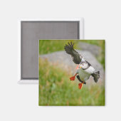 Aimant volant d'oiseau de Puffin de l'Atlantique (Recto/Verso)