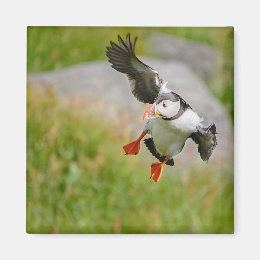 Aimant volant d'oiseau de Puffin de l'Atlantique (Devant)