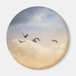 Aimant Vols d'oiseaux